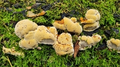 Pseudoinonotus dryadeus