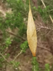 Cyrtarachne ixoides
