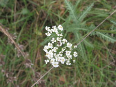 Coccinula quatuordecimpustulata