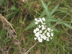 Coccinula quatuordecimpustulata
