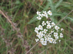 Coccinula quatuordecimpustulata