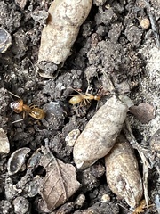 Camponotus festinatus