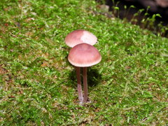 Mycena haematopus