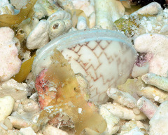 Lioconcha ornata