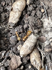 Camponotus festinatus