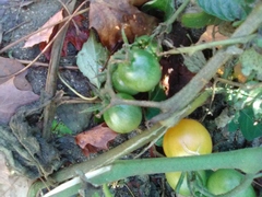 Solanum lycopersicum