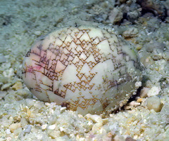 Lioconcha ornata