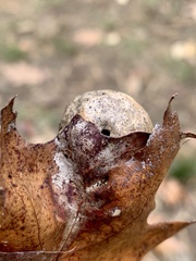 Amphibolips quercusinanis