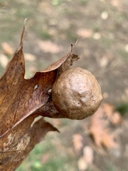 Amphibolips quercusinanis