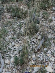 Euphorbia nicaeensis