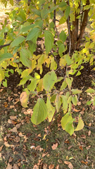Cornus sanguinea