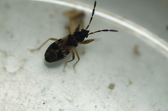 Scolopostethus thomsoni