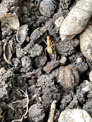 Camponotus festinatus