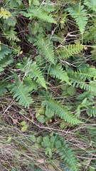 Polypodium vulgare