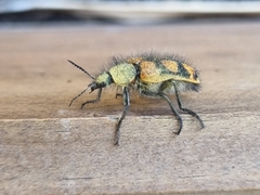 Astylus trifasciatus