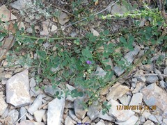 Medicago sativa