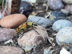 Astylus trifasciatus