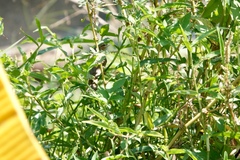 Phylloscopus fuscatus