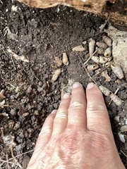 Camponotus festinatus