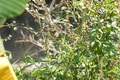 Phylloscopus fuscatus