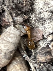 Camponotus festinatus