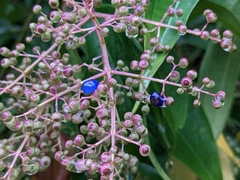 Miconieae