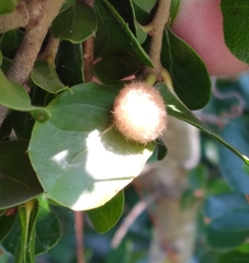 Neuroterus laurifoliae