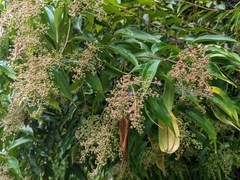Miconieae
