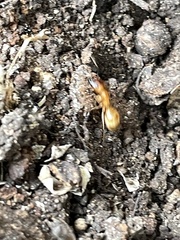 Camponotus festinatus