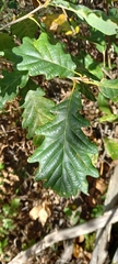 Quercus petraea