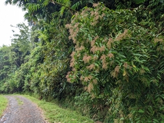 Miconieae