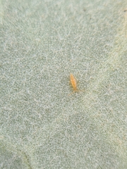 Entomobrya dorsalis