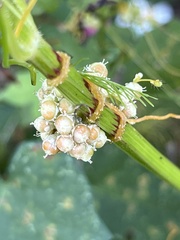Cuscuta