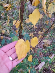 Smilax lasioneura