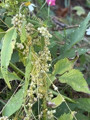 Cuscuta