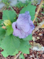Hibiscus syriacus