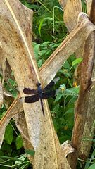 Erythrodiplax funerea