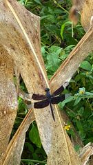 Erythrodiplax funerea