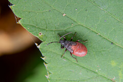 Oxycarenus