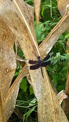 Erythrodiplax funerea