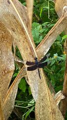 Erythrodiplax funerea