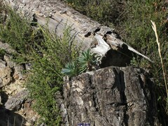 Euphorbia nicaeensis