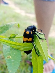 Hycleus biundulatus