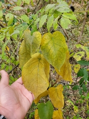 Gonolobus suberosus