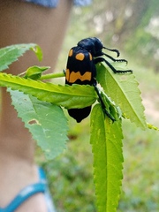Hycleus biundulatus