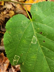 Phyllonorycter lucetiella