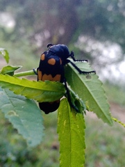Hycleus biundulatus
