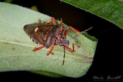 Pinthaeus sanguinipes