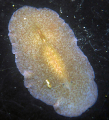 Kaburakia excelsa