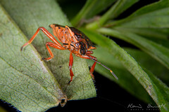 Pinthaeus sanguinipes